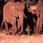 Evening game drive - elephants